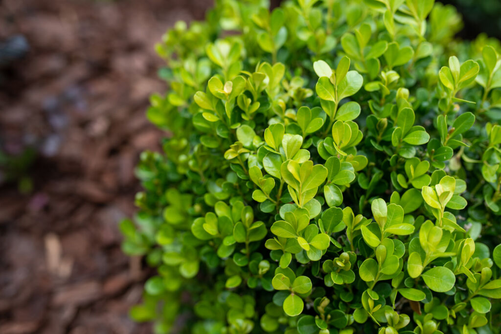 Boxwood