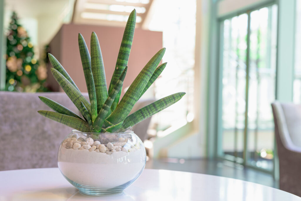 cylindrical snake plant varieties, Plants That Help with Allergies