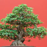 low light bonsai plants
