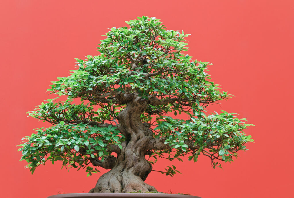 low light bonsai plants