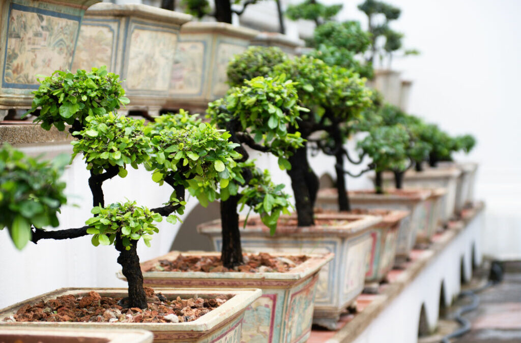 Best Indoor Bonsai Tree For Your Home