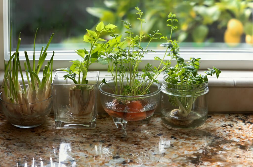 Growing Indoor Herb Garden Techniques