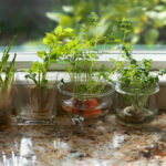 growing indoor herb garden