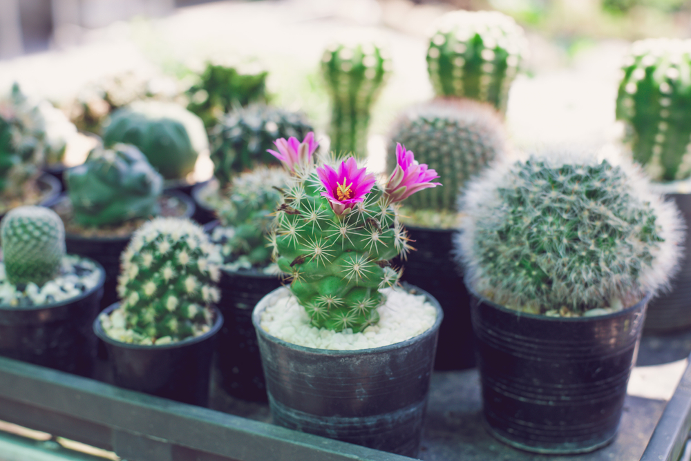Cactus Varieties That Stay Small