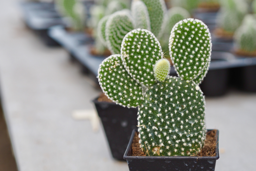 cactus varieties that stay small