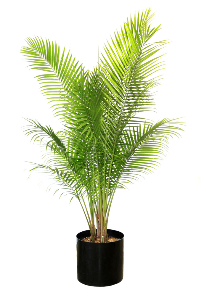 Majesty Palm Indoor Tree