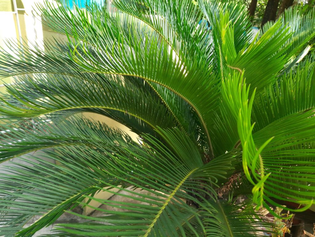 Sago Palm Indoor Tree