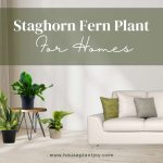 Title-Staghorn Fern Plant For Homes