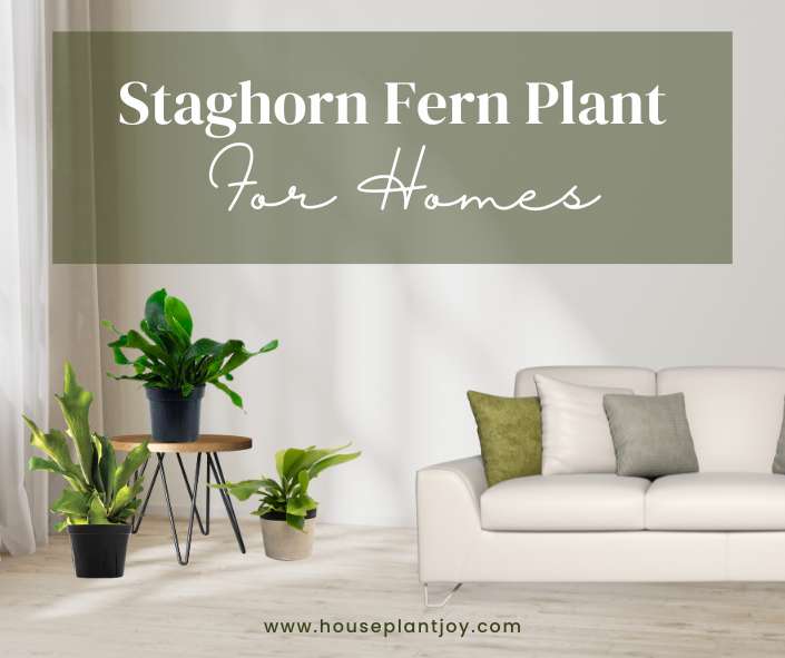 Staghorn Fern Plant For Homes