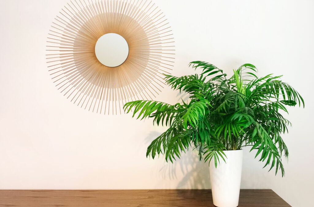 Parlor Palm Plant For Home And Garden