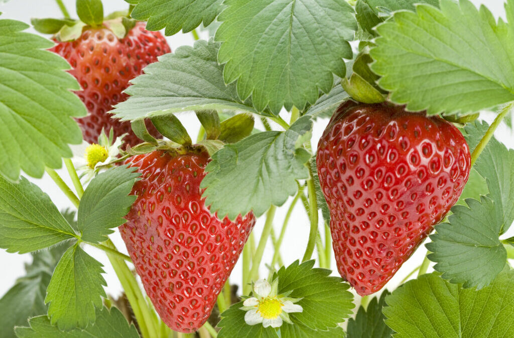 Strawberry Plant Indoors Tips