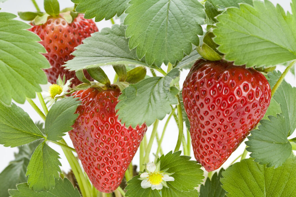 strawberry plant indoors