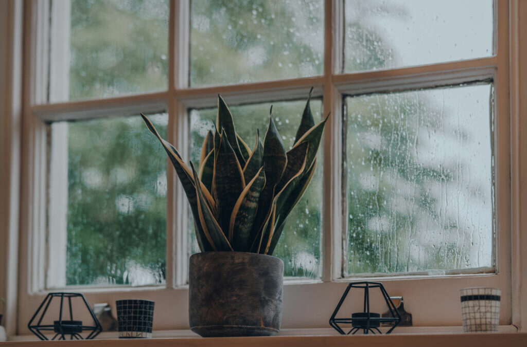 Houseplants That Like Low Light Are Easy