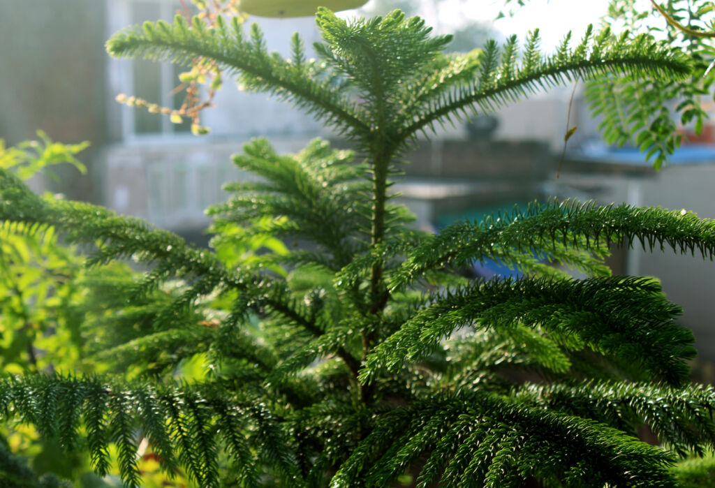 norfolk Island pine houseplant