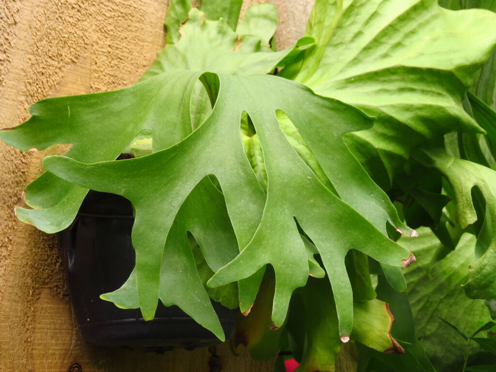 Staghorn Fern Plant For Homes - HouseplantJoy.com