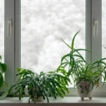 winter care of houseplants
