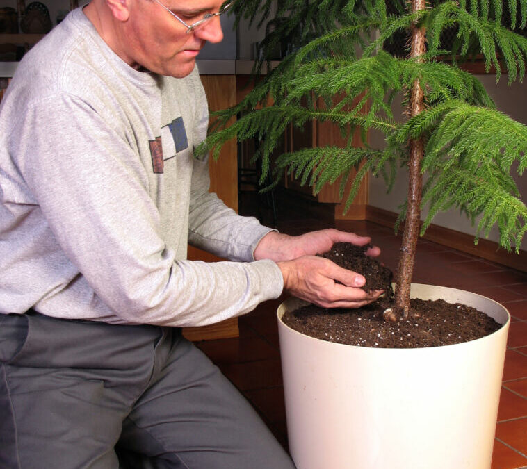 Norfolk Island Pine Houseplant Care