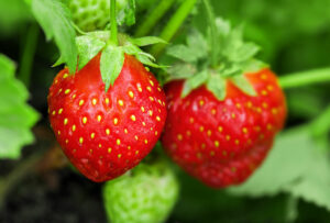strawberry plant indoors