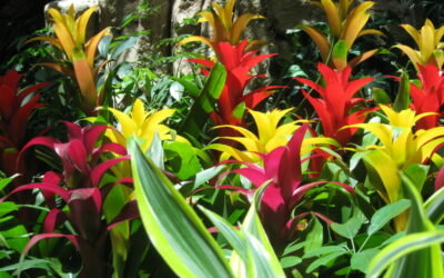 bromeliad houseplants