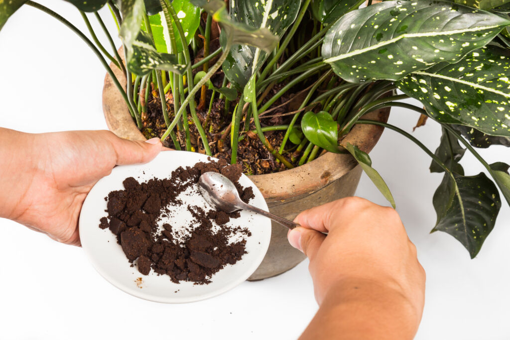 use coffee grounds for houseplants