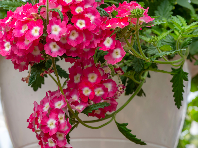 12 Best Plants for Hanging Pots and Baskets