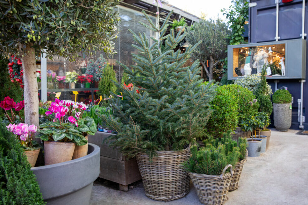 Winter Houseplant Care, Practical Tips