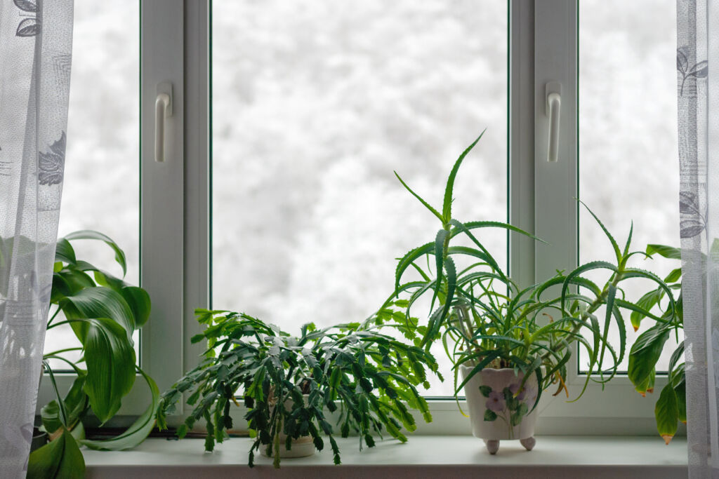winter houseplant care