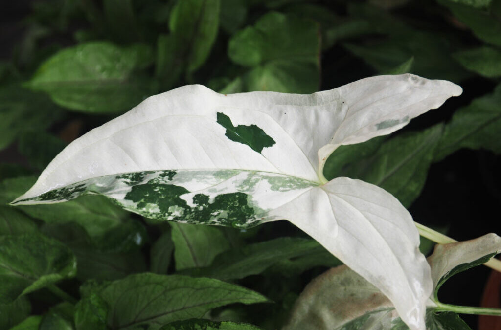 Syngonium White Butterfly Plant Tips
