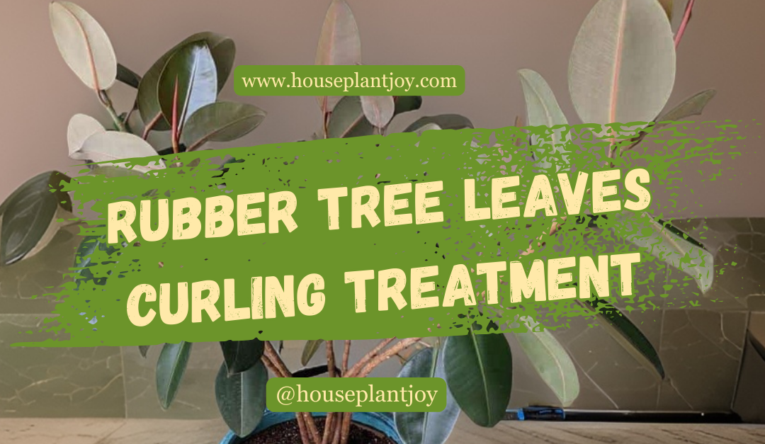Rubber Tree Leaves Curling Treatment