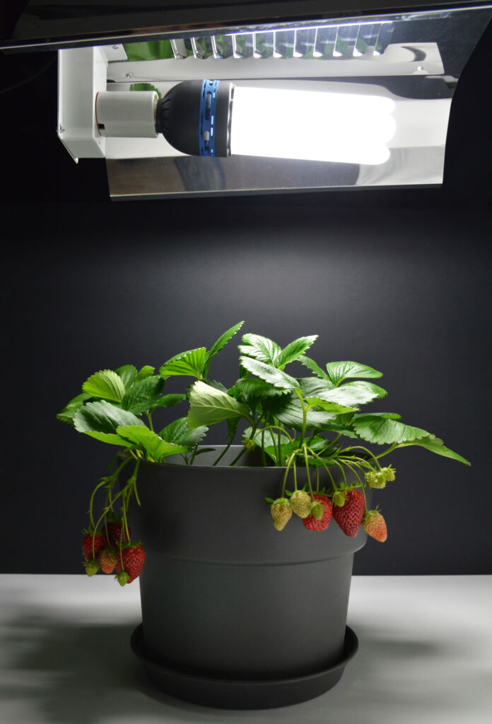 indoor plant light