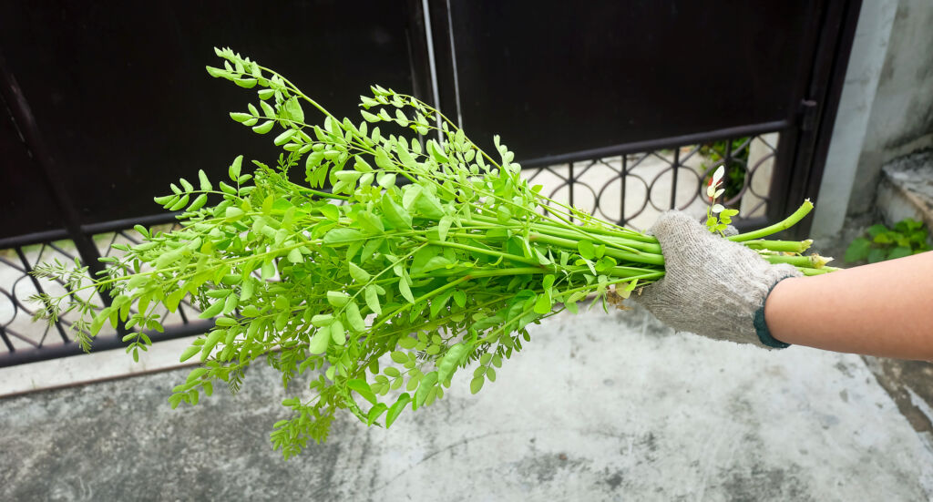 Moringa Tree as a Houseplant: Grow Moringa Indoors
