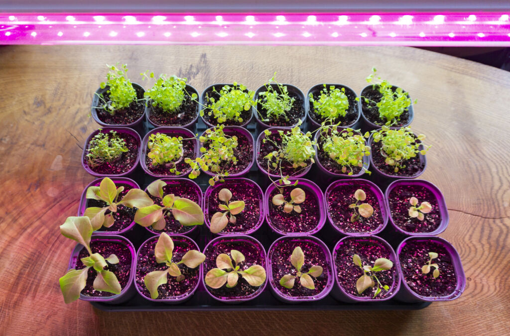 Best Grow Lights for Seedling