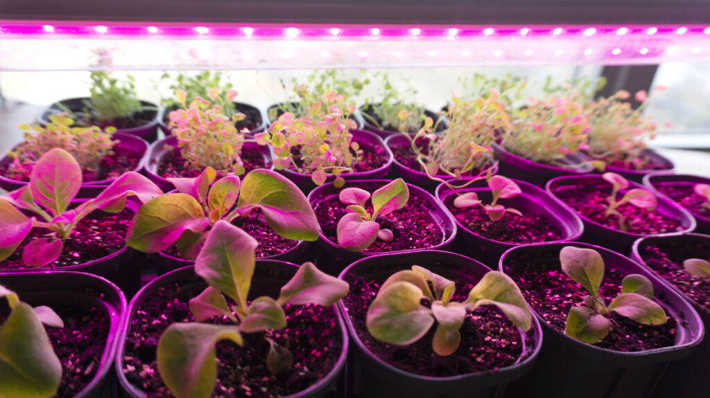 Indoor Plant Light Guide (Grow Lights)