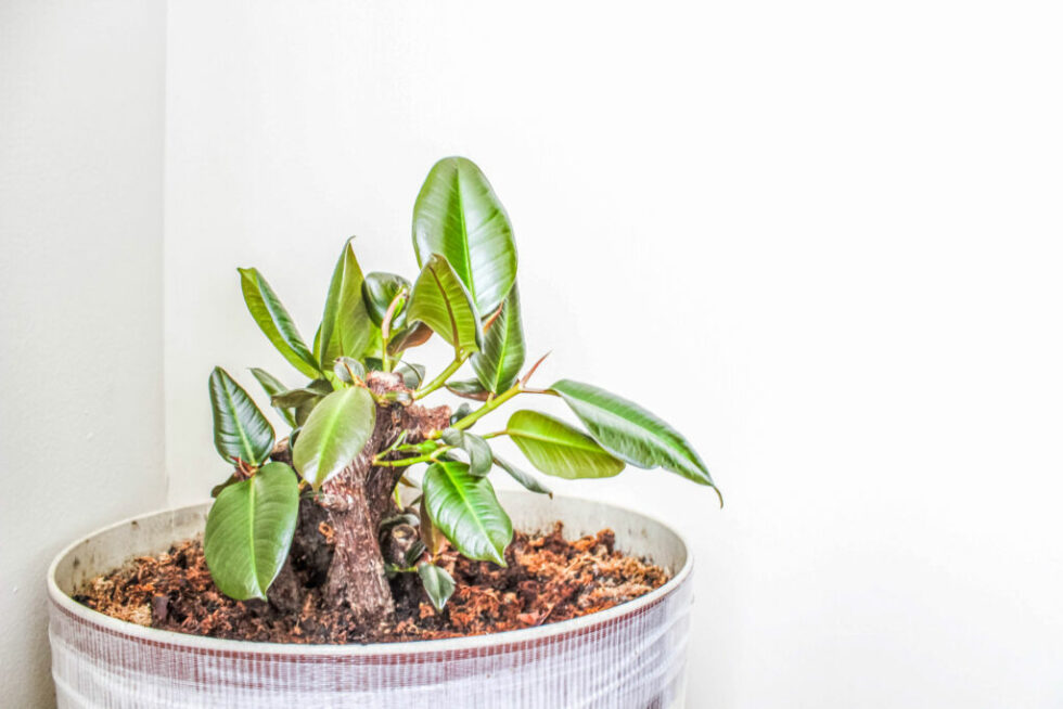 Plants For Dry Air Places