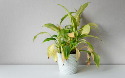 plant leaves turning yellow