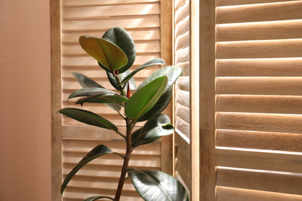Rubber Tree Leaves Curling Treatment