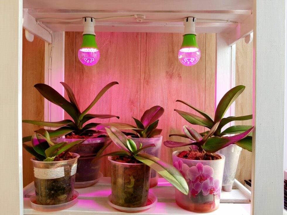 Indoor Plant Light Guide (Grow Lights)
