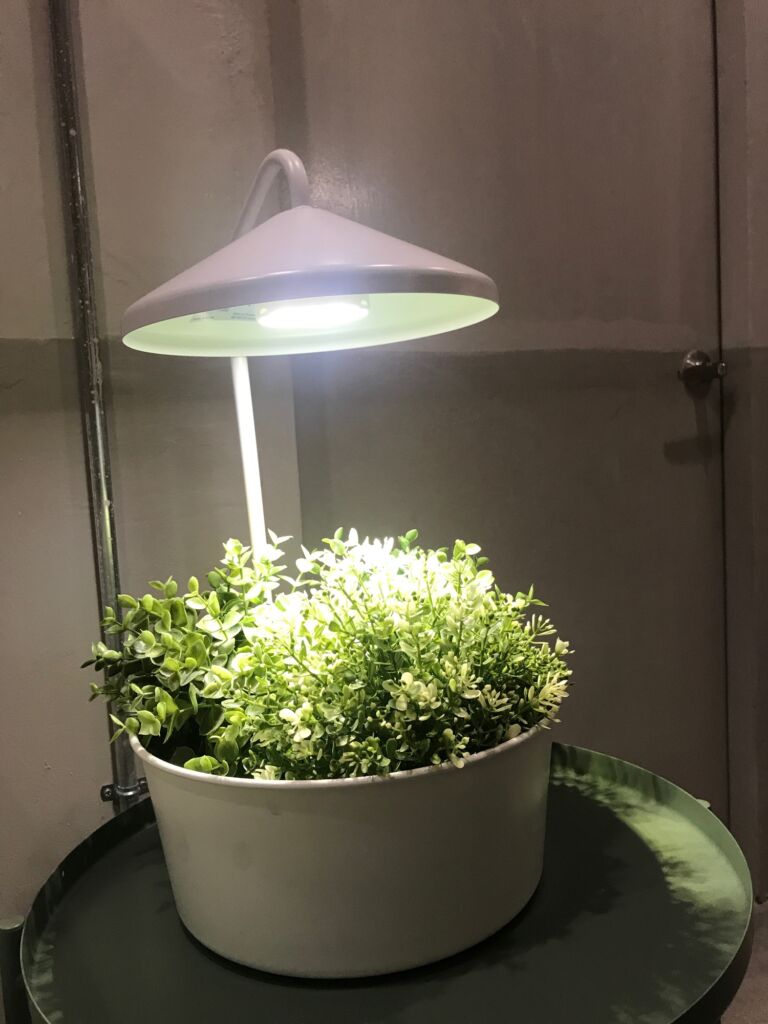 Guide to Grow Lights
