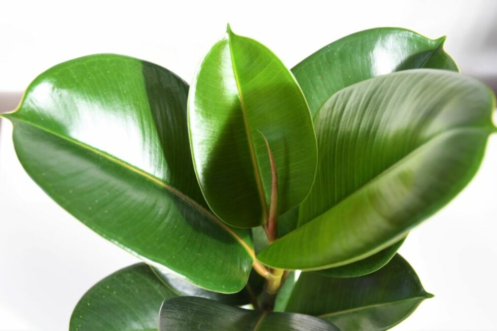 Rubber Tree Leaves Curling Treatment