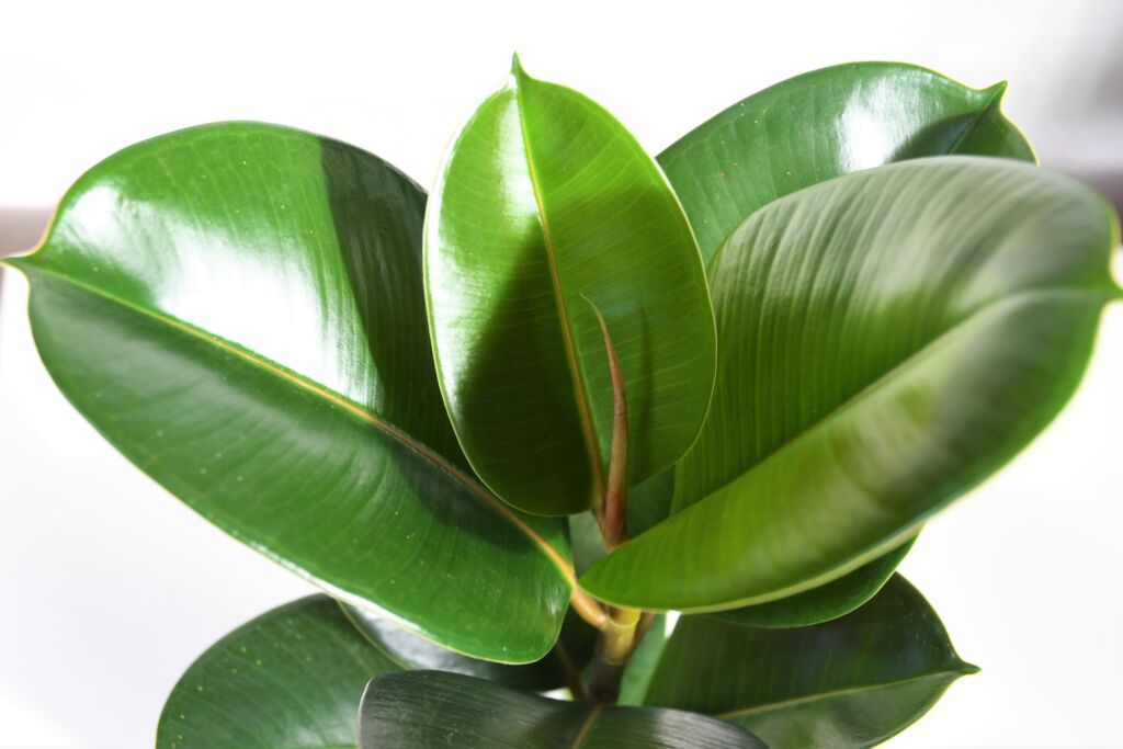 rubber tree leaves curling