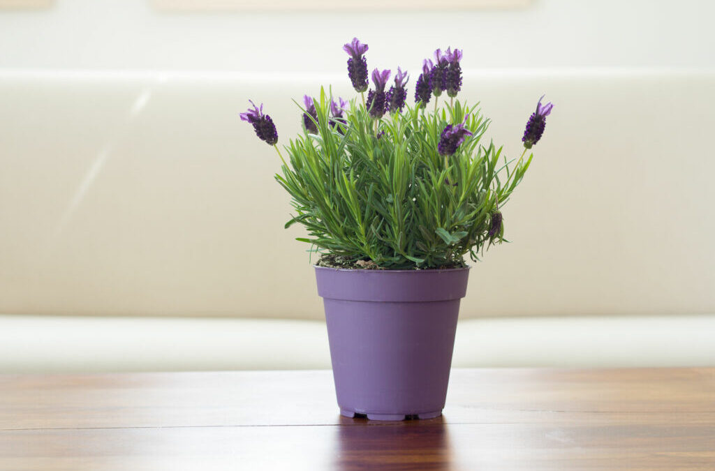 Lavender Plant Indoor Care Facts and Tips