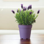 Lavender plant indoor care