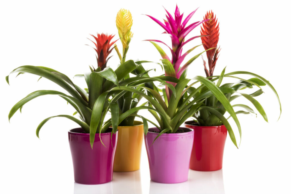 Indoor Plants That Flower YearRound