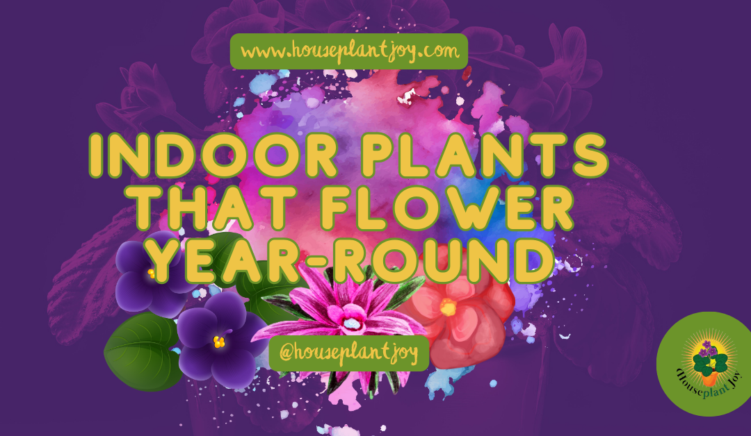 Indoor Plants That Flower Year-Round