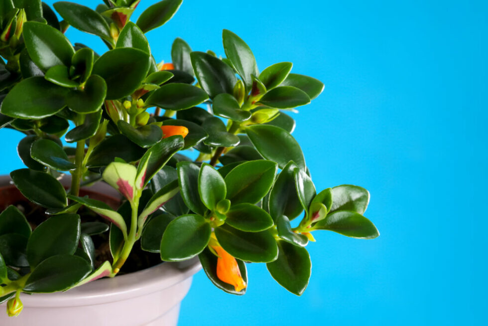 Indoor Plants That Flower YearRound