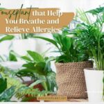 Title-Houseplant that Help You Breathe and Relieve Allergies