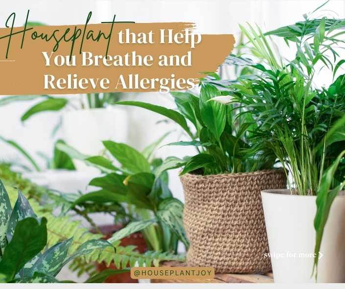 Houseplants that Help You Breathe and Relieve Allergies