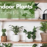 Title-Indoor Plants For Small Pots To Raise