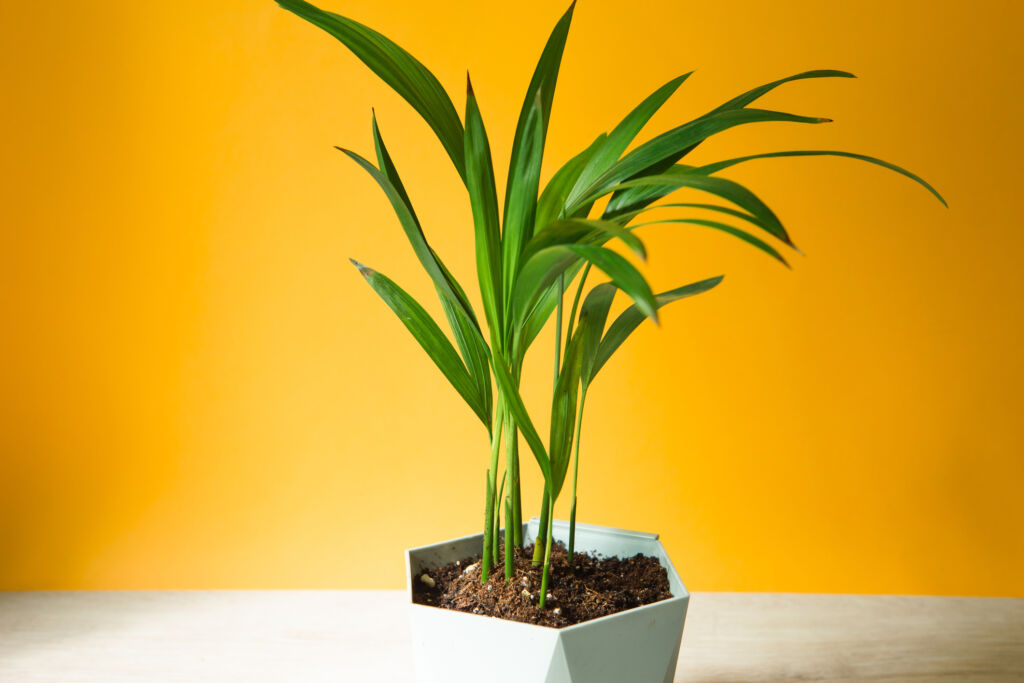 Bamboo Palm houseplants that are hard to kill