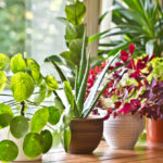 Houseplants that are hard to kill